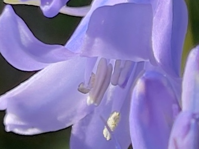 1:1 crop from the iPhone 12 Pro Max