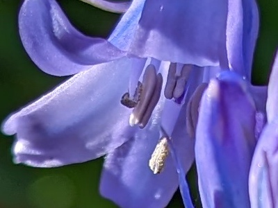 1:1 crop from the Pixel 6 Pro