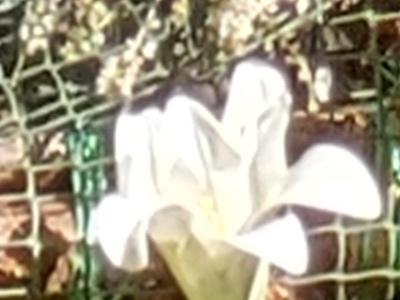 1:1 crop from the Duo 2
