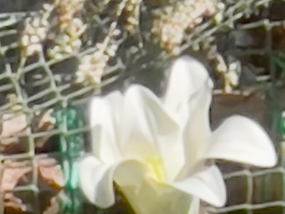 1:1 crop from the iPhone 12 Pro Max