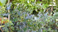 thumbnail, click for full version