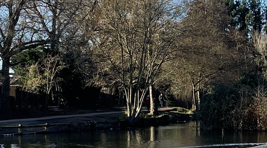 iPhone 12 Pro Max 1:1 crop