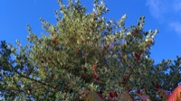 thumbnail, click for full version