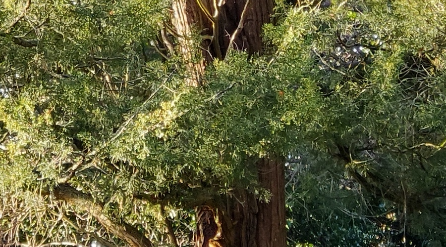 Duo 2 1:1 crop