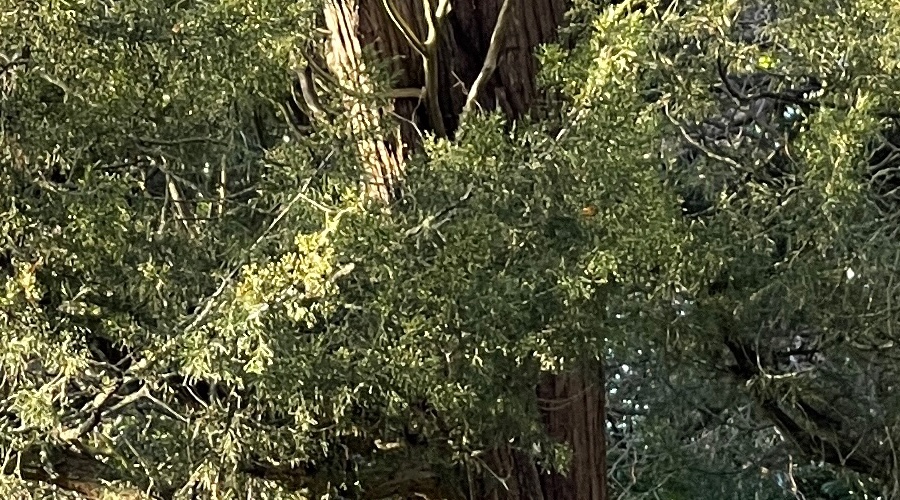 iPhone 12 Pro Max 1:1 crop